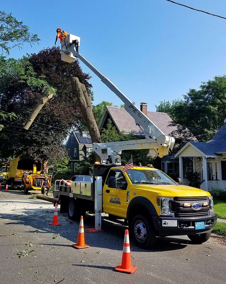 tree removal