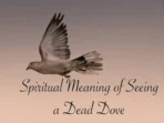 Dead Dove Meaning