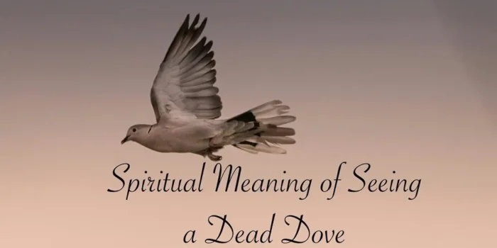 Dead Dove Meaning