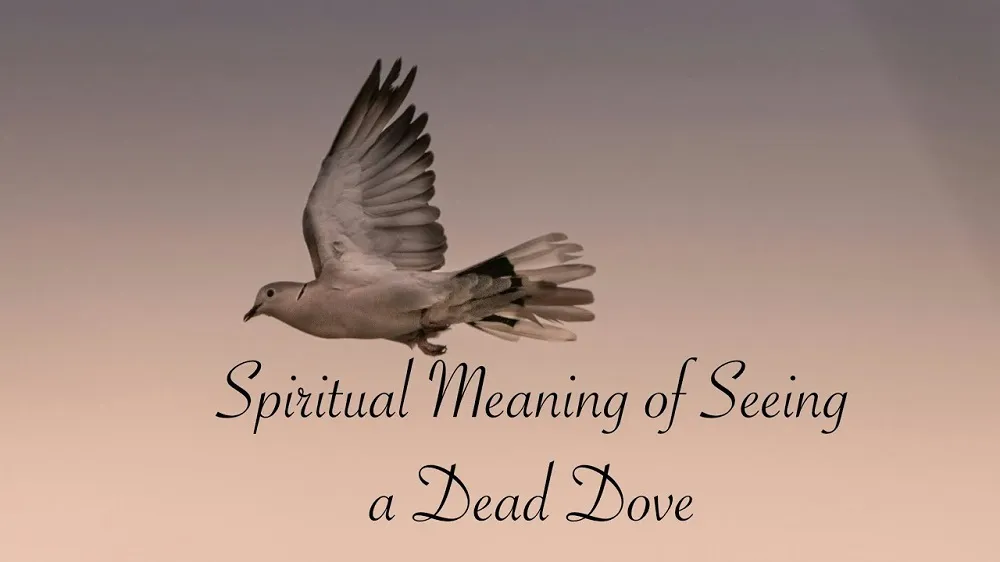 Dead Dove Meaning