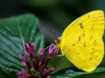 Yellow Butterfly Meaning