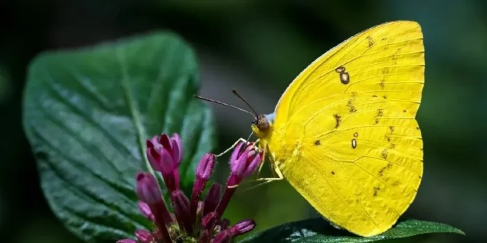 Yellow Butterfly Meaning